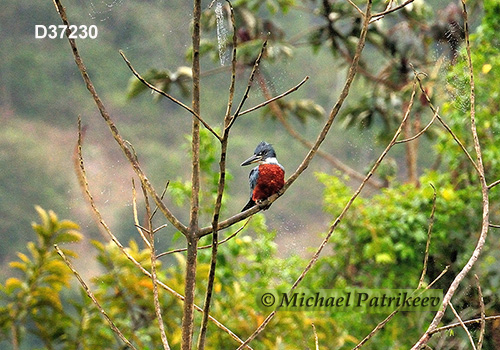 Ringed Kingfisher (Megaceryle torquata)